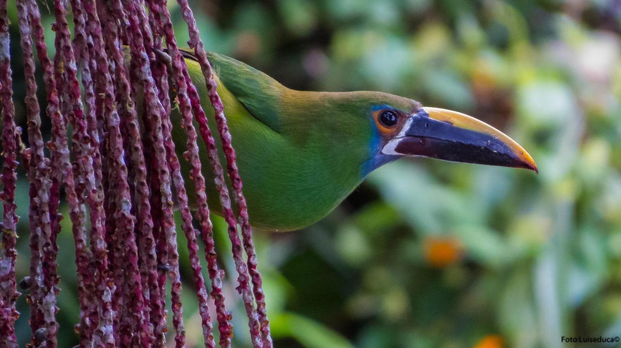 Bosque De Niebla Birding & Nature Cali Exterior foto
