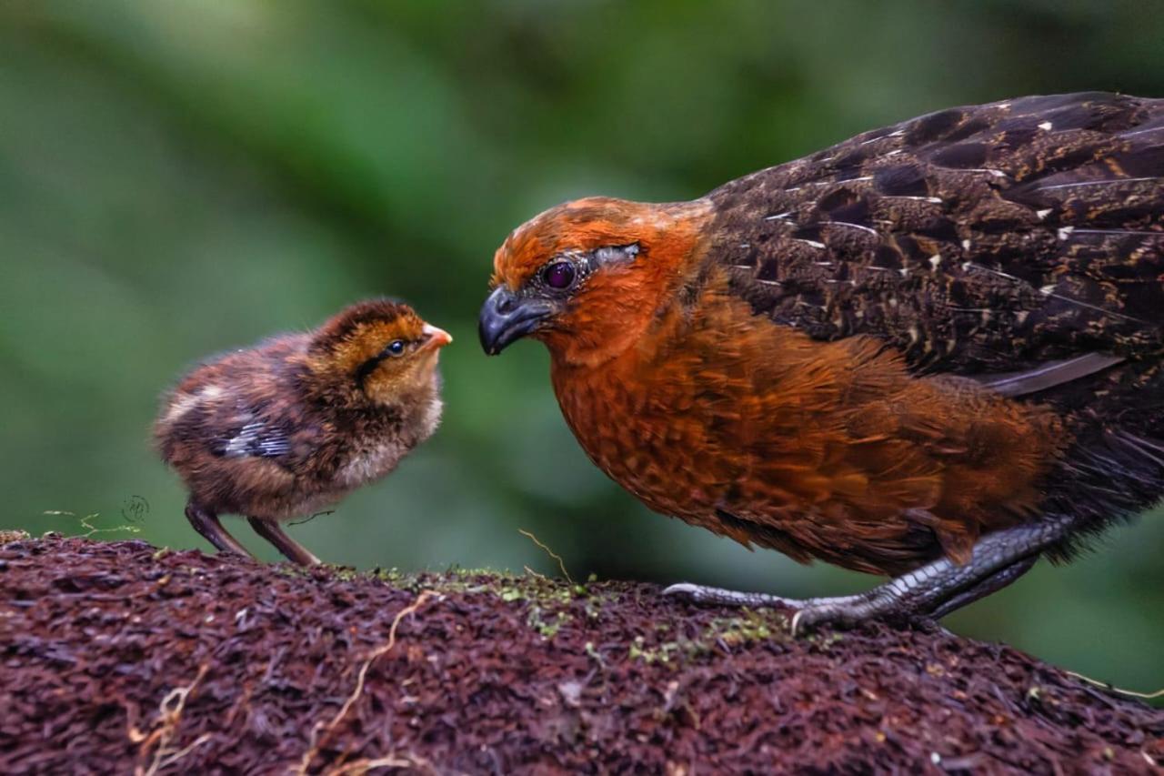 Bosque De Niebla Birding & Nature Cali Exterior foto